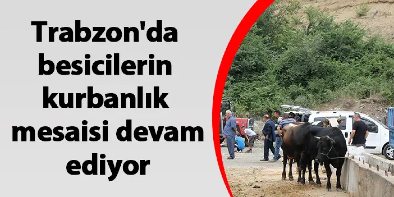 Trabzon'da besicilerin kurbanlık mesaisi devam ediyor