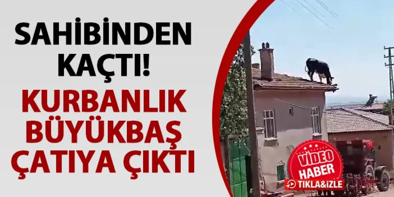 Konya'da sahibinden kaçan kurbanlık büyükbaş çatıya çıktı