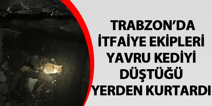 Trabzon'da itfaiye ekipleri düşen kedinin imdadına yetişti