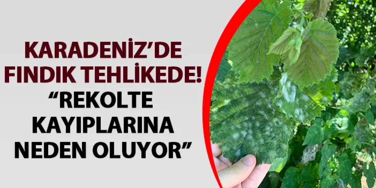 Karadeniz'de fındıkta tehlike! “Rekolte kayıplarına neden oluyor”