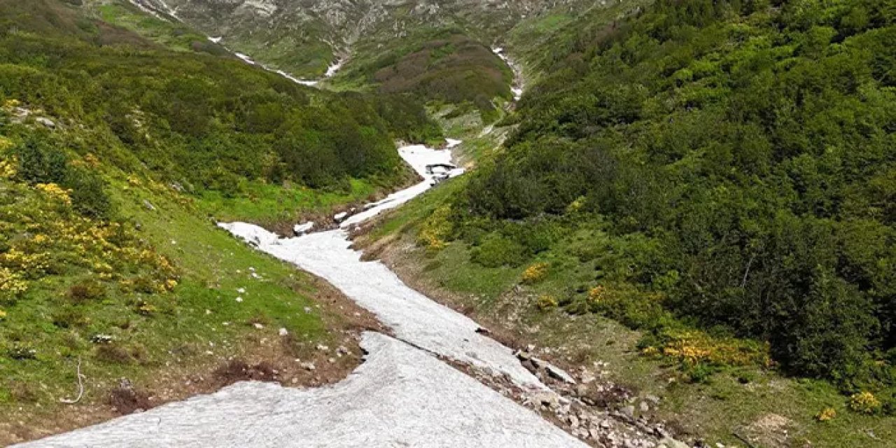 Rize'de Kaçkar Dağları'nda endemik tür çiçek açtı