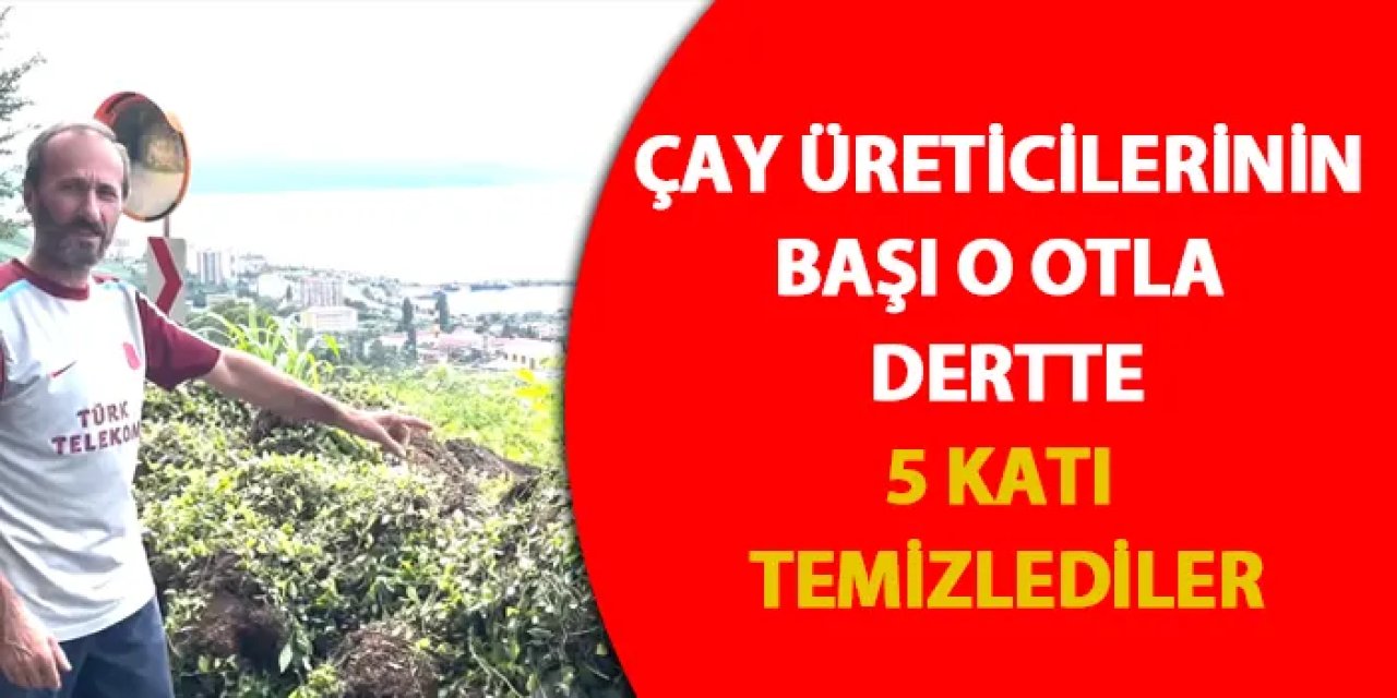 Trabzon’da çay üreticilerinin başı telgraf otuyla dertte