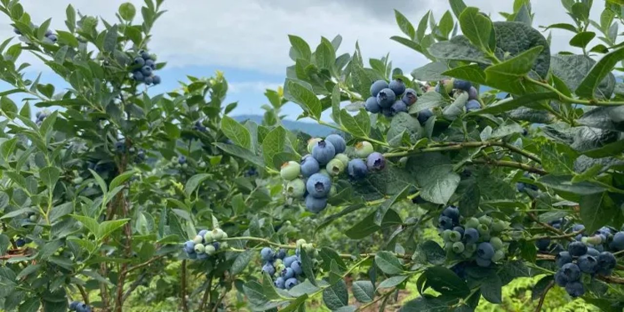 Artvin’de Likapa hasadı başladı! Rekolte göz dolduruyor