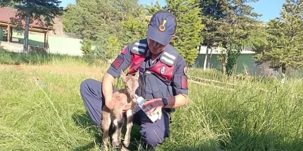 Giresun’da yaralı olarak bulundu! Koruma altında