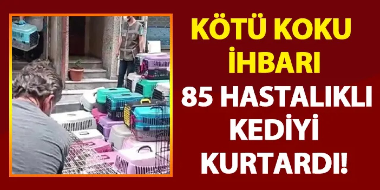İstanbul'da kötü koku ihbarı 85 hastalıklı kediyi kurtardı!