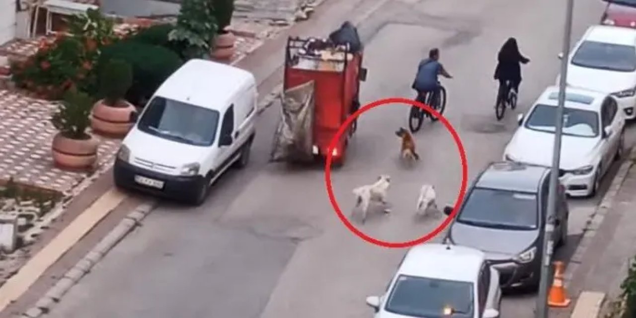 Samsun'da sokak köpekleri tehlike saçıyor
