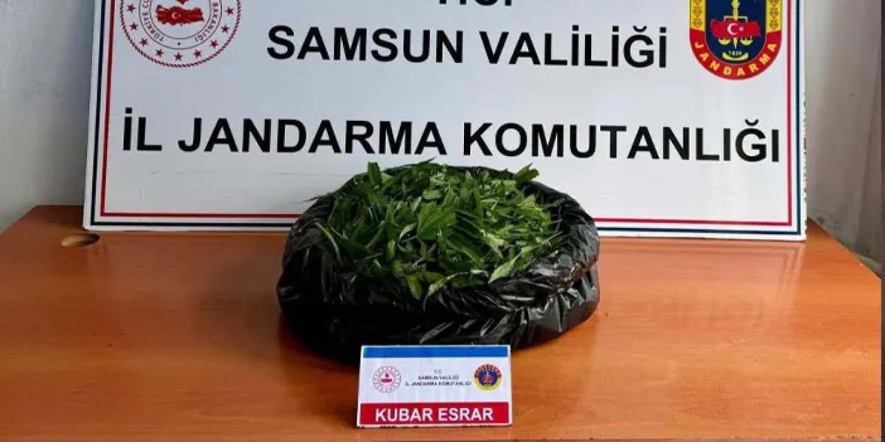 Samsun’da Jandarma’dan zehir baskını