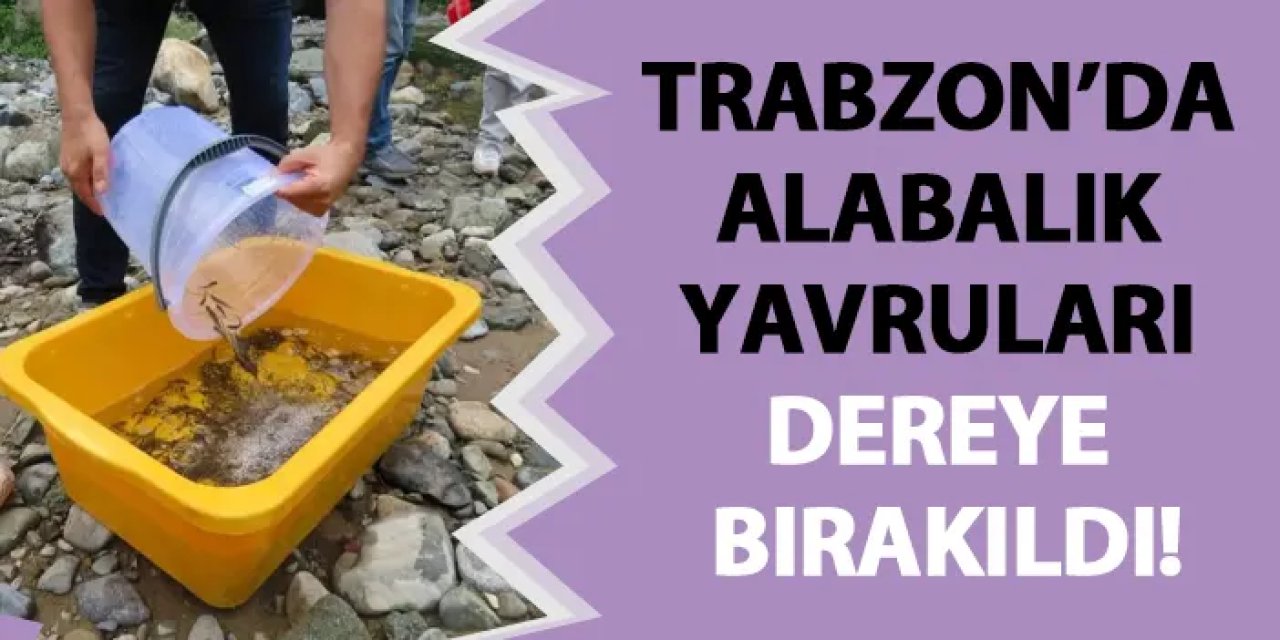 Trabzon’da alabalık yavruları dereye bırakıldı!