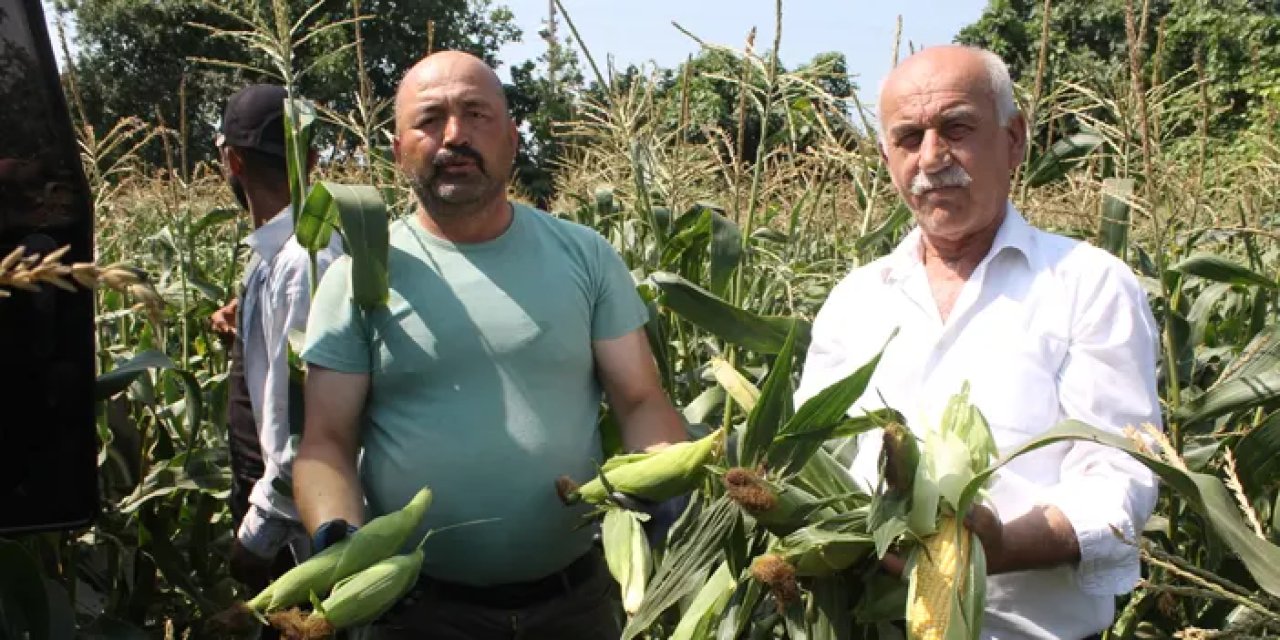 Samsun’da mısır hasadı başladı!