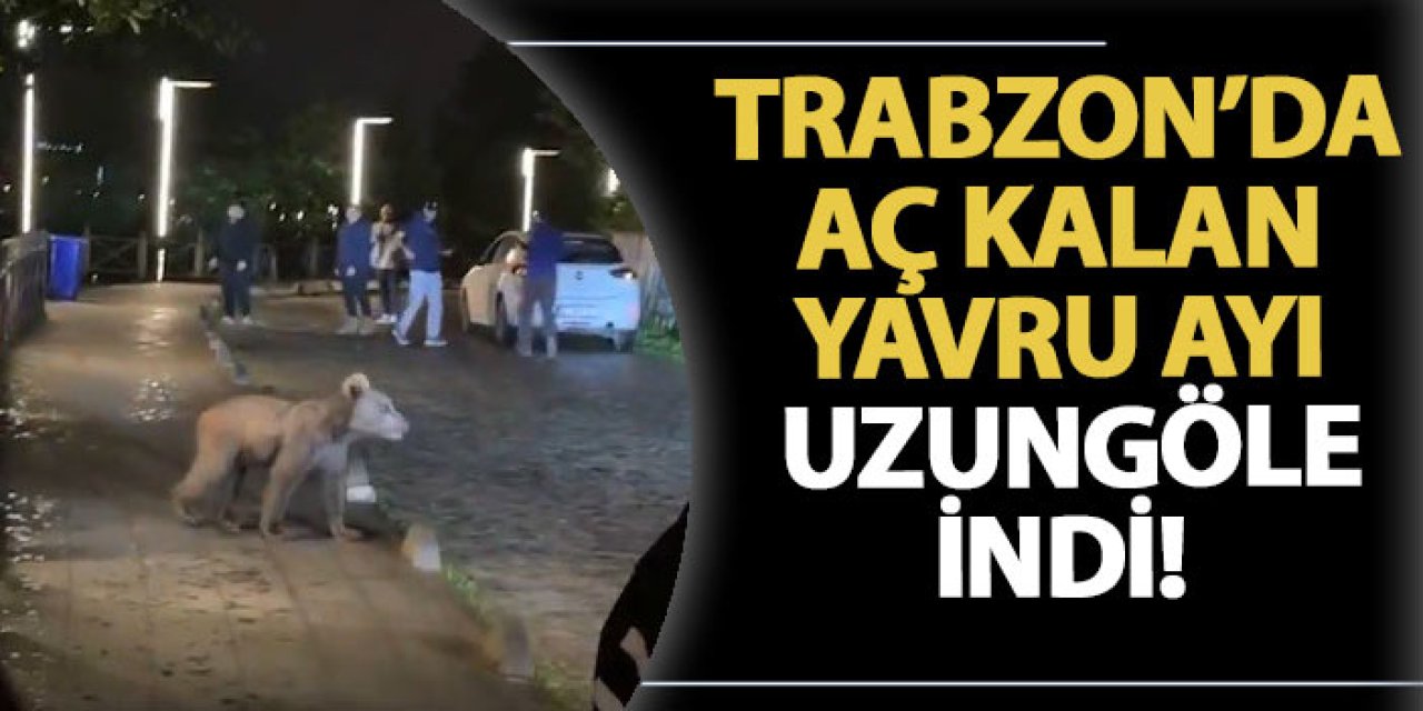 Trabzon'da aç kalan yavru ayı Uzungöl'e indi!