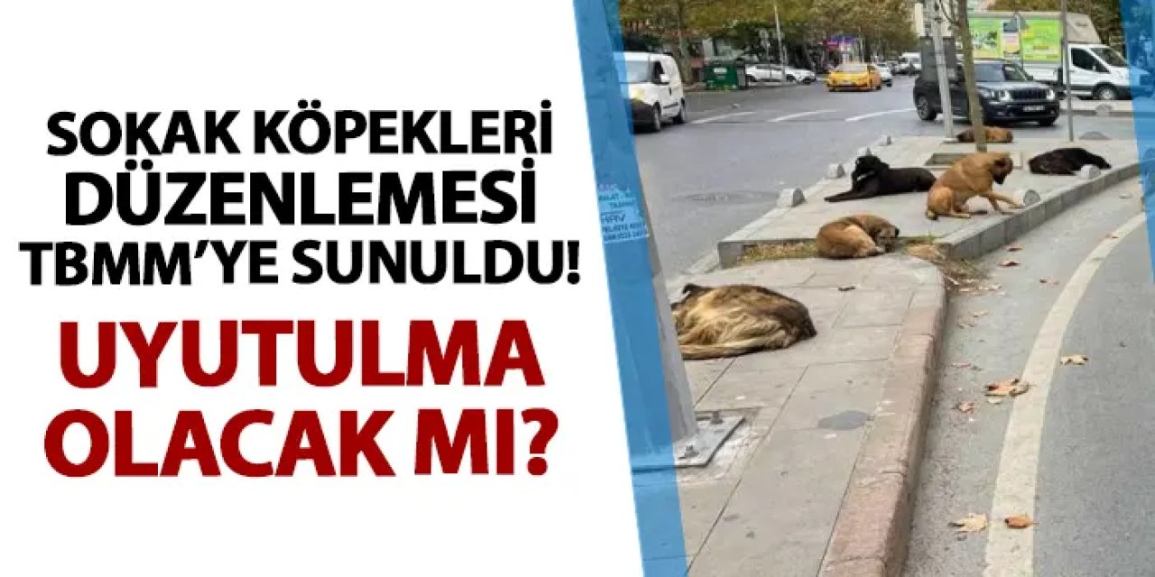 Sokak köpekleri düzenlemesi TBMM'ye sunuldu! Uyutulma olacak mı?