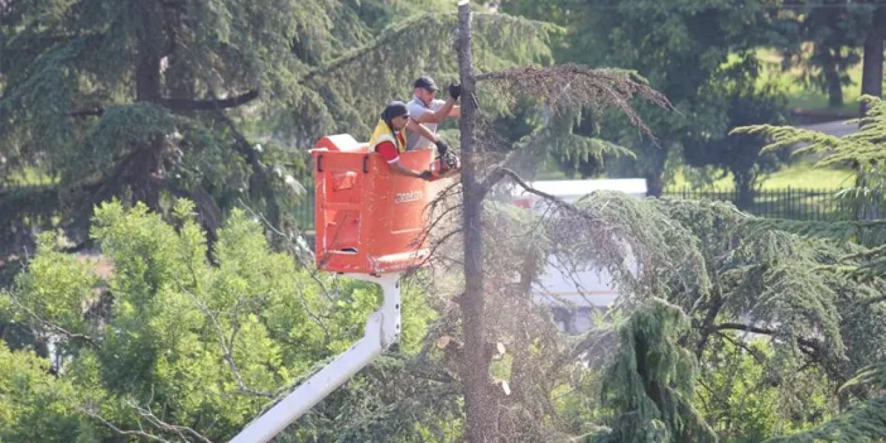 Samsun’da kuruyan ağaçlar kesildi