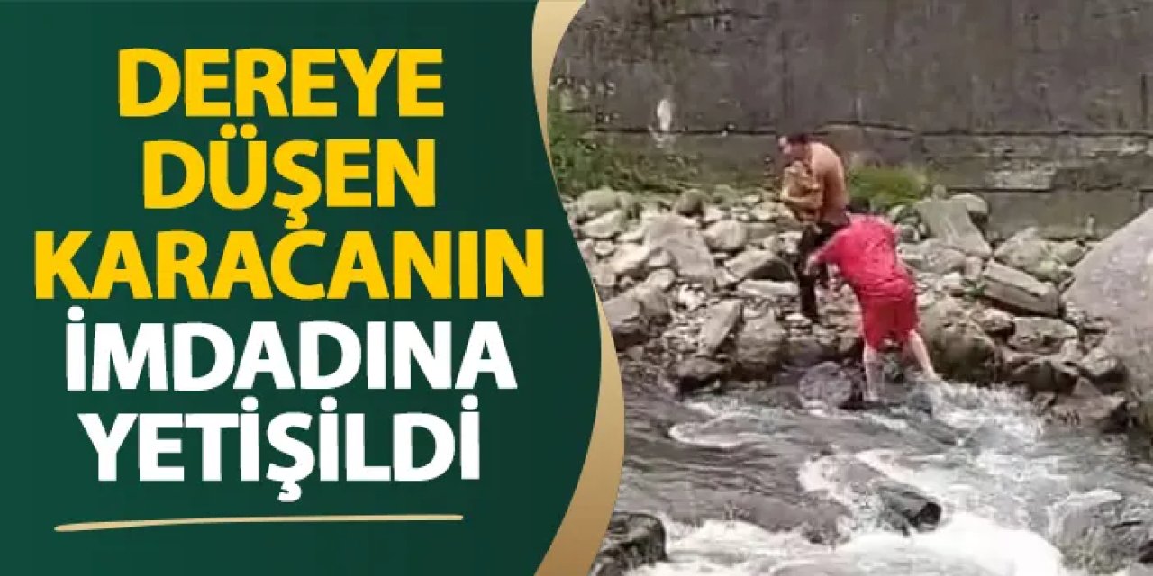 Trabzon’da dereye düşen karacanın imdadına yetişildi