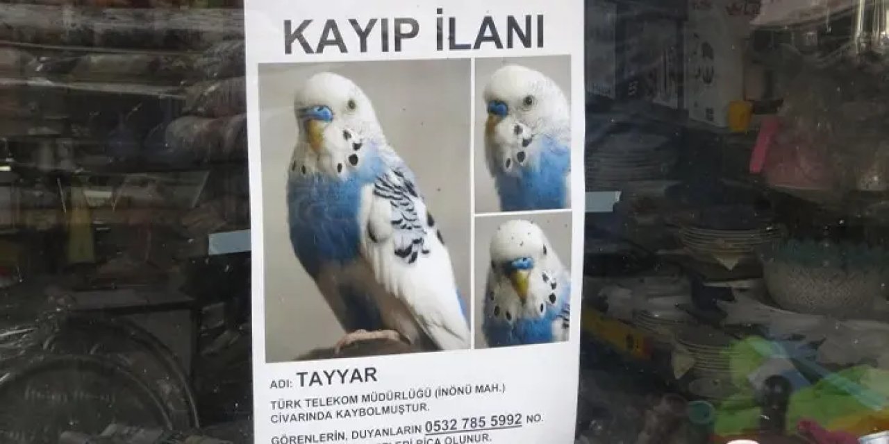 Trabzon’da kayıp kuşu Tayyar'ı arıyor