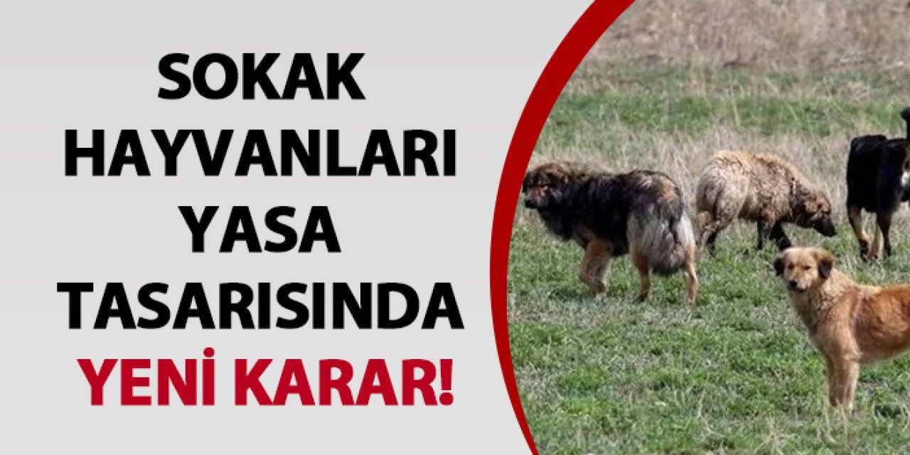 Sokak hayvanları yasa tasarısında yeni karar!