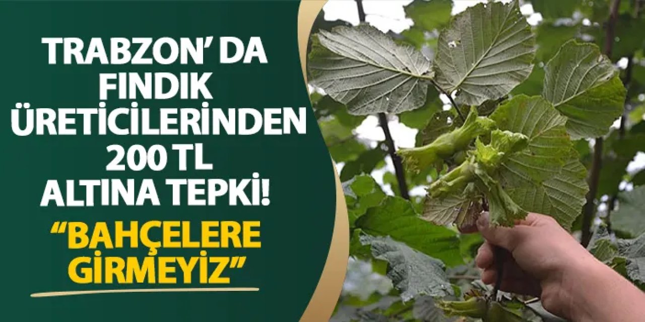 Trabzon’ da fındık üreticilerinden 200 TL altına tepki! “Bahçelere girmeyiz”