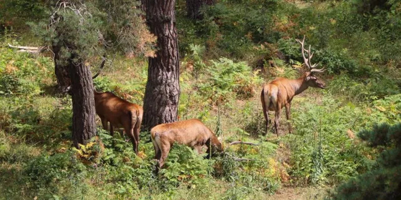 Samsun’da geyiklerin su ihtiyacı karşılandı