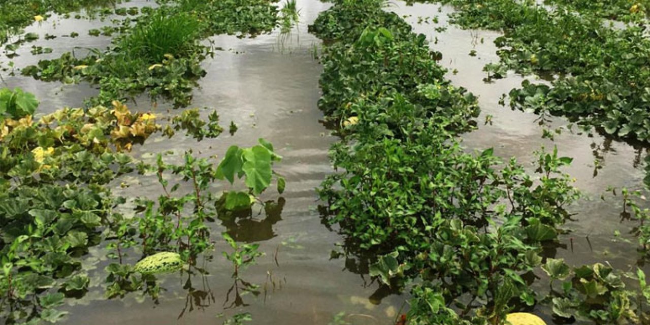 Samsun'da kuvvetli yağış tarım arazilerini vurdu