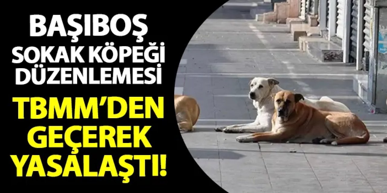 TBMM'den geçerek yasalaştı! İşte başıboş sokak köpeği düzenlemesine dair detaylar