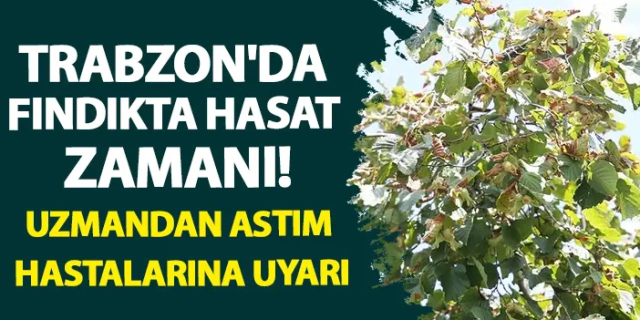 Trabzon'da fındık hasat mevsimi geldi! Uzmandan astım hastalarına uyarı