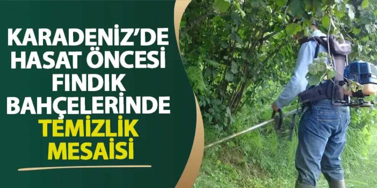 Giresun’da hasat öncesi fındık bahçelerinde temizlik mesaisi