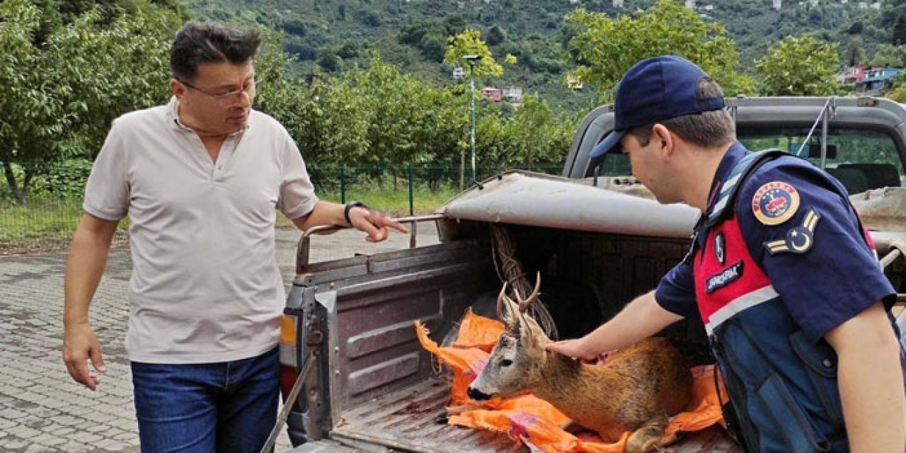 Giresun'da yaralı karaca koruma altına alındı