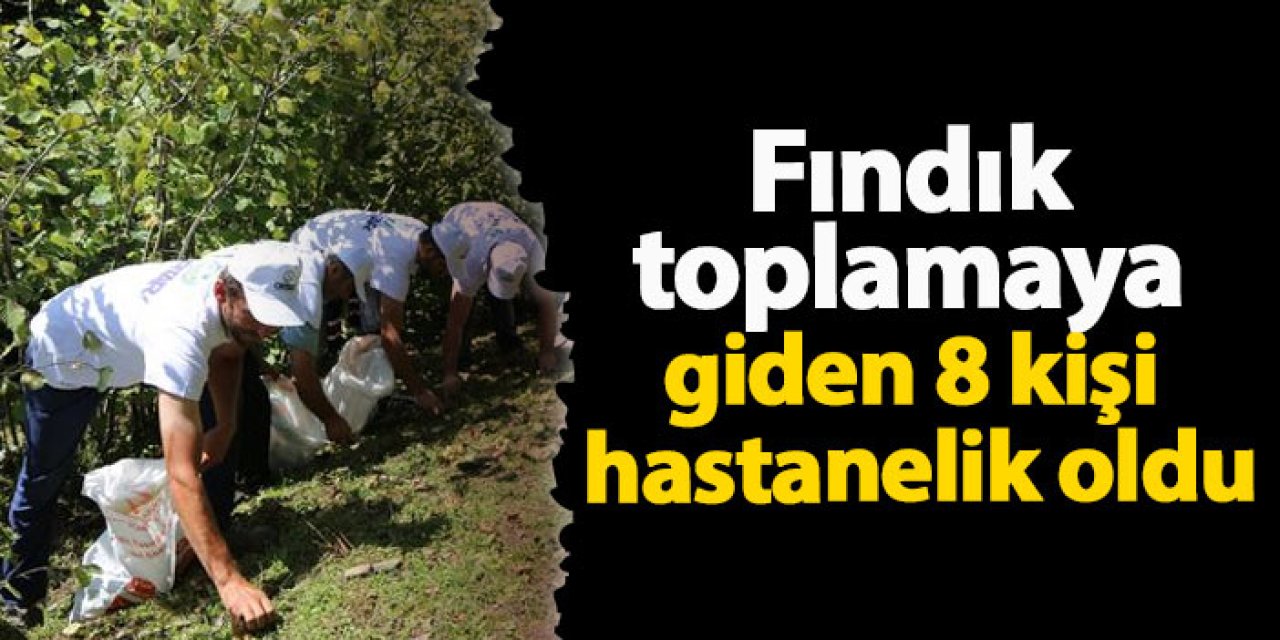 Giresun'da fındık toplamaya giden 8 kişi hastanelik oldu