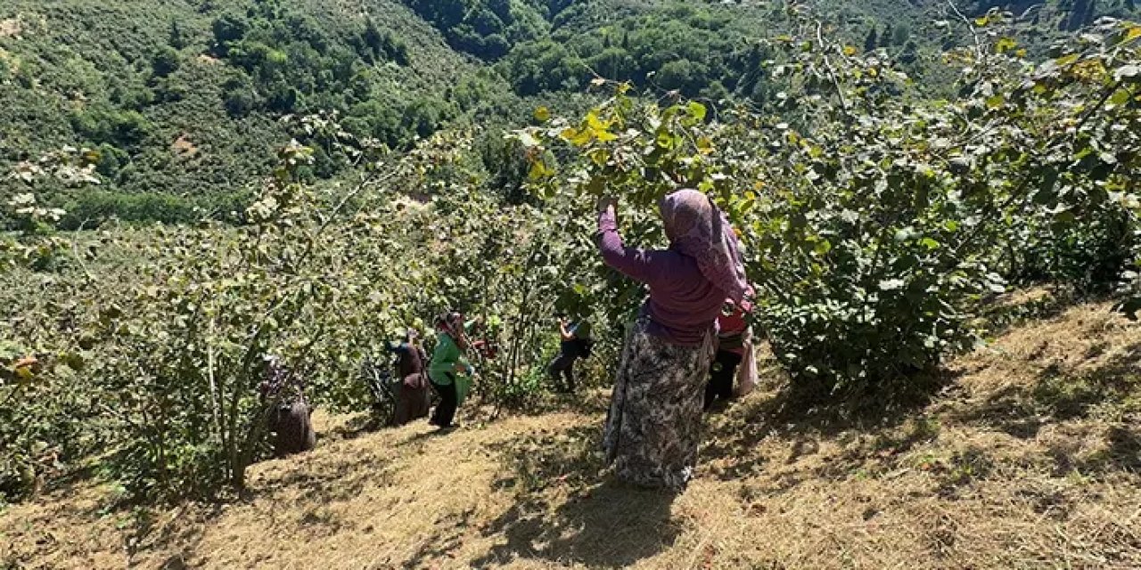 Giresun'da üreticiler fındık hasadına başladı