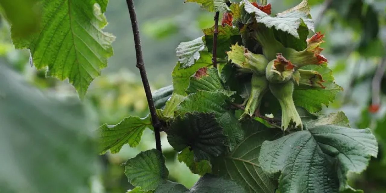 Trabzon'da 60 kg, Zonguldak'ta 170 kg! Fındıkta dekar başına üretimde büyük fark