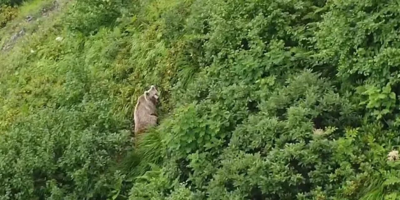 Rize'de yaylada görenler şaştı kaldı! Dron ile kayda alındı