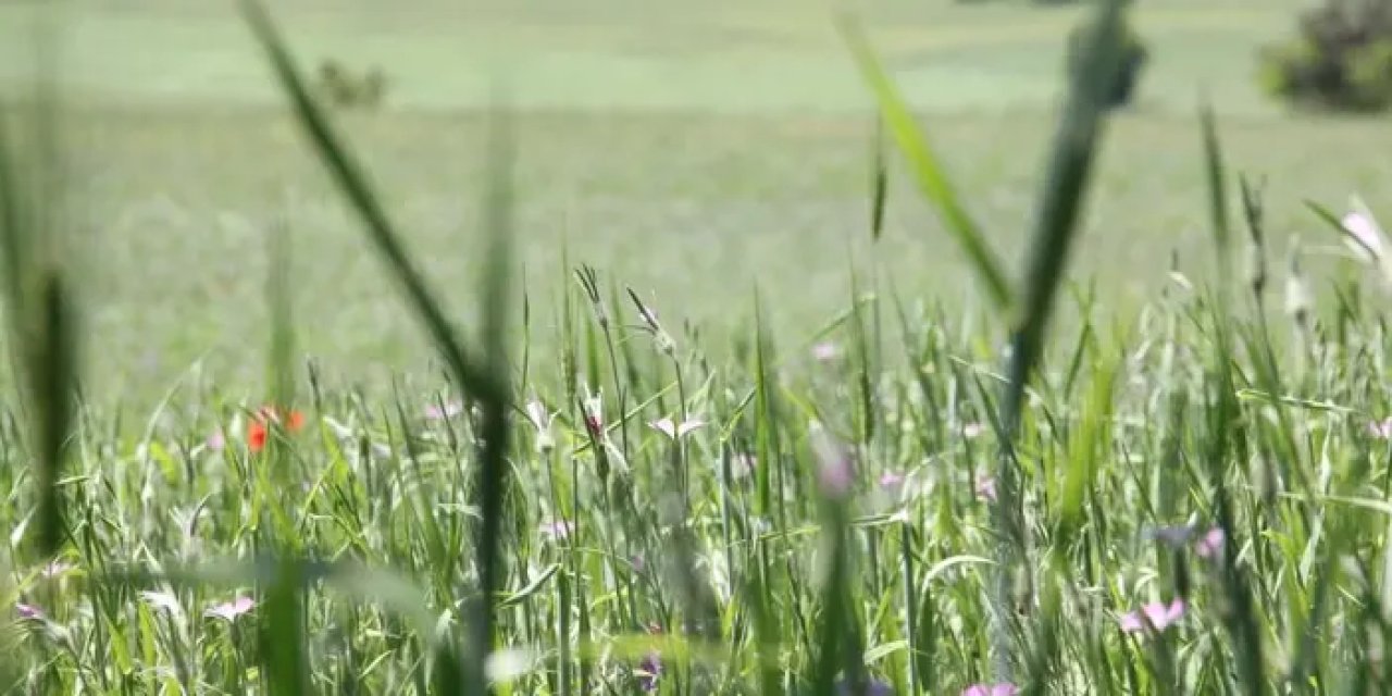 Samsun yem bitkileri üretiminde ülke birincisi