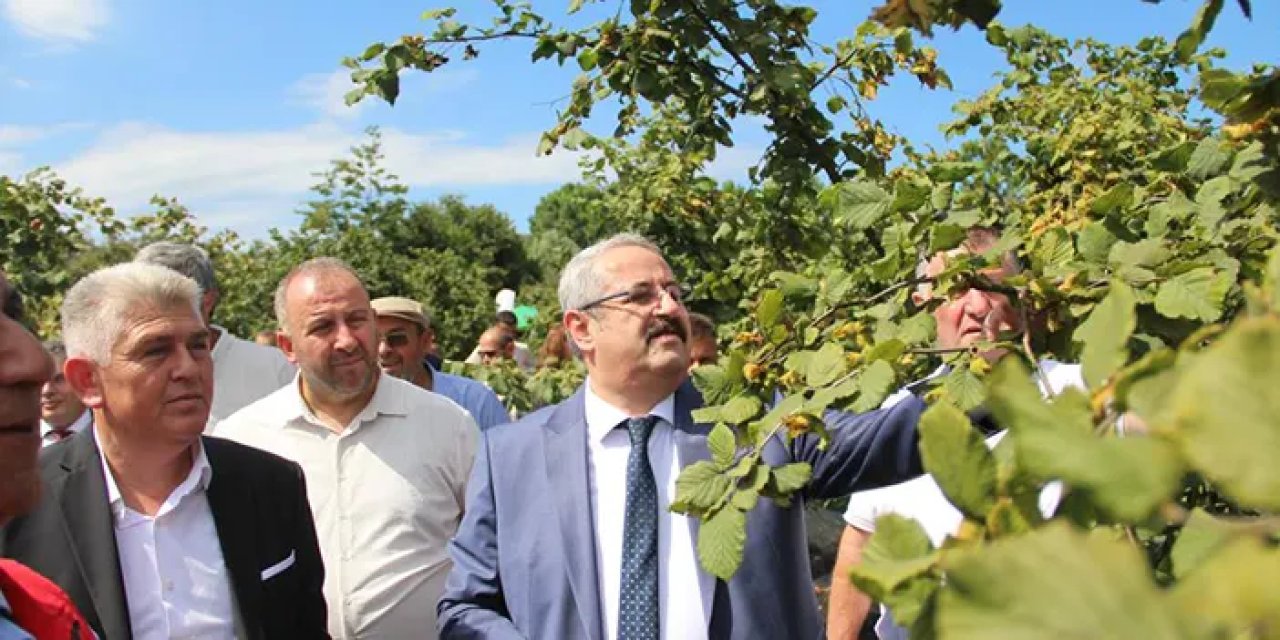 Samsun'da fındıkta beklenen rekolte ne kadar?