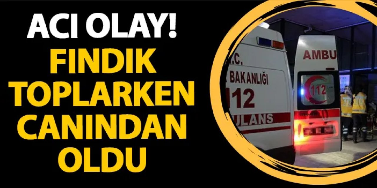 Giresun'da acı olay! Fındık toplarken canından oldu