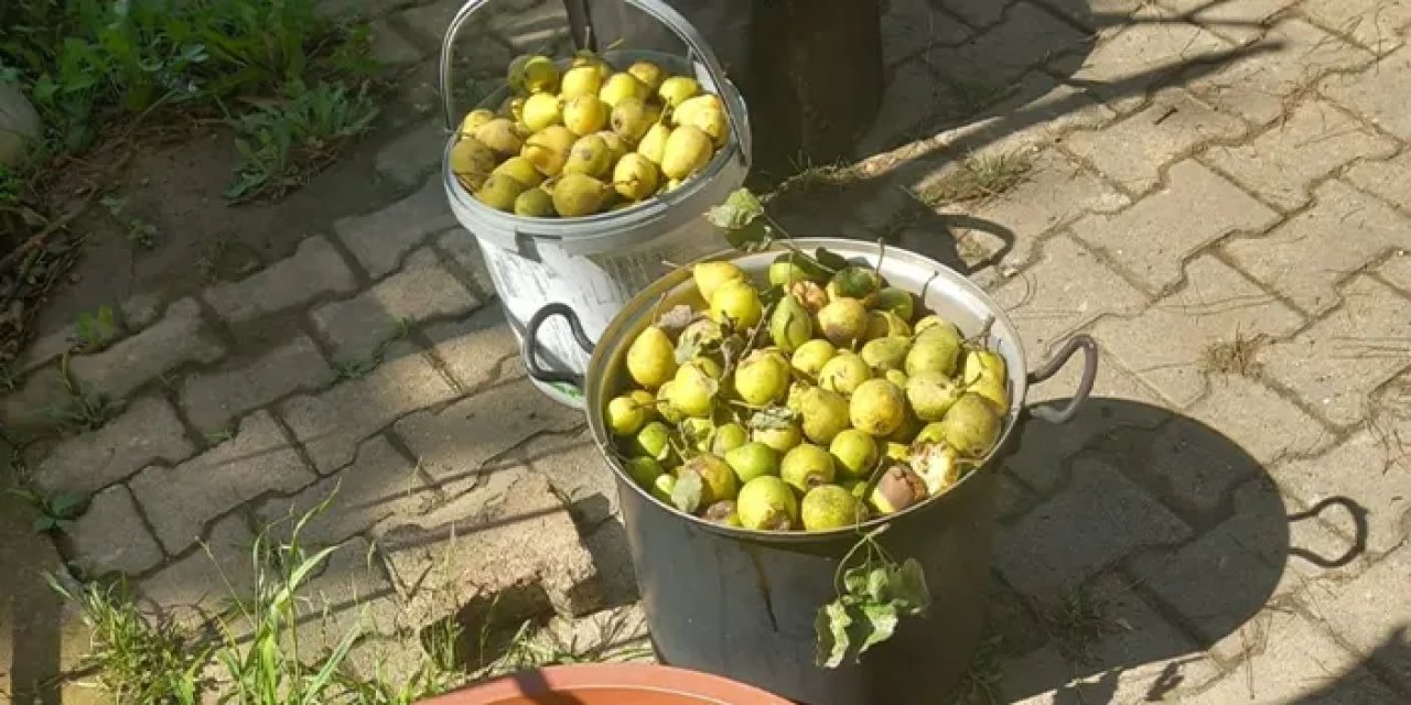 Samsun'da armut pekmezi dönemi başladı