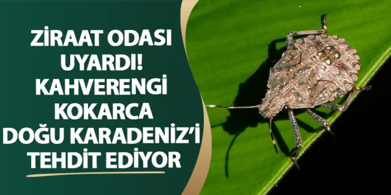 Ziraat odası uyardı! Kahverengi kokarca Doğu Karadeniz’i tehdit ediyor