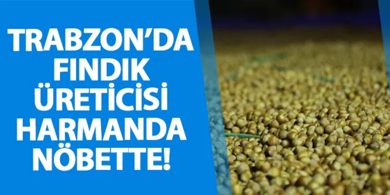 Trabzon’da fındık üreticisi harmanda nöbette!