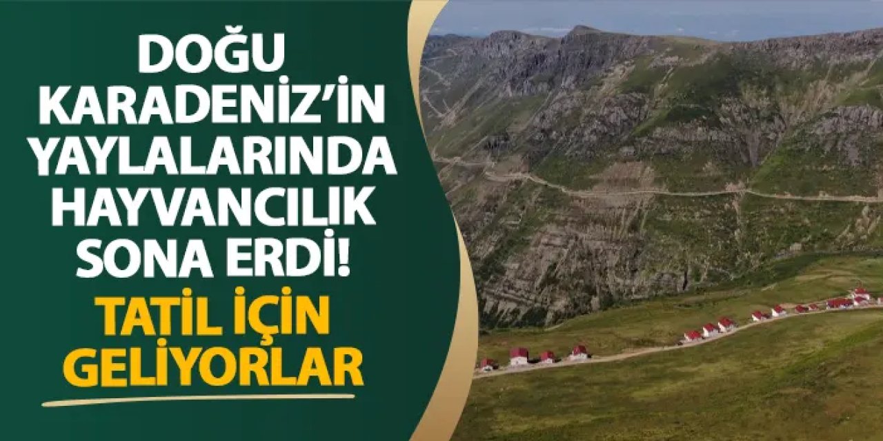 Doğu Karadeniz’in yaylalarında hayvancılık sona erdi! Tatil için geliyorlar