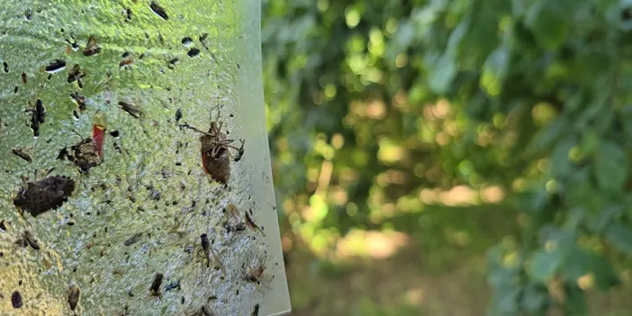 Kokarca ile mücadelede 300 bin samuray arısı doğaya salınacak