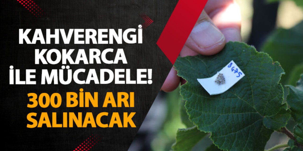 Kahverengi kokarca ile mücadele! 300 bin arı salınacak