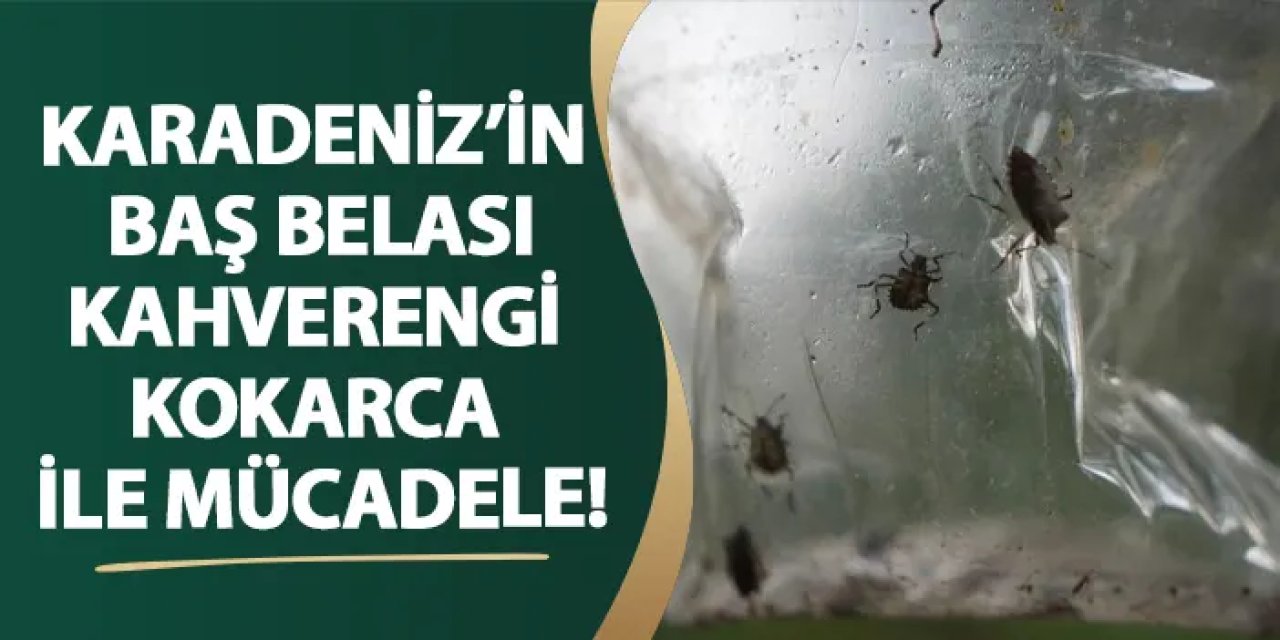 Karadeniz’in baş belası kahverengi kokarca ile mücadele!