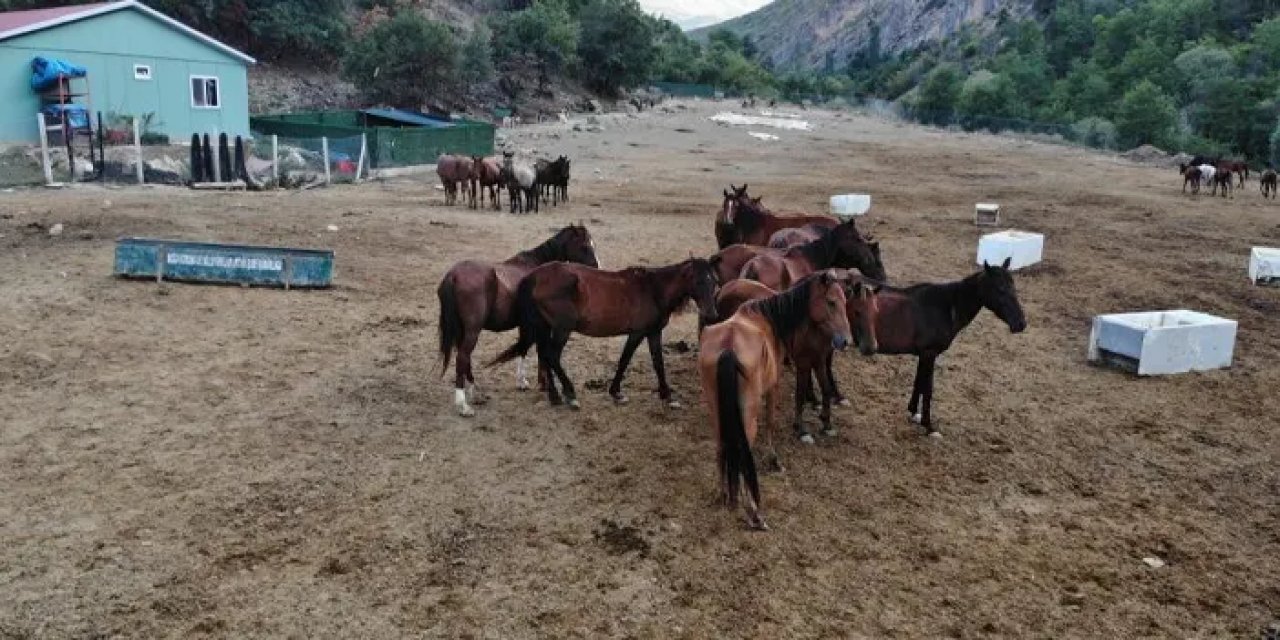 Artvin’de kesilmekten kurtarılan atlar koruma altında