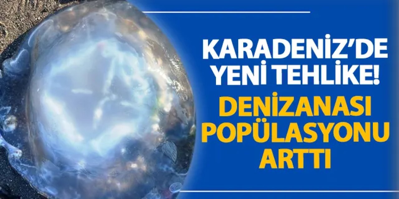 Karadeniz’de yeni tehlike! Denizanası popülasyonu arttı