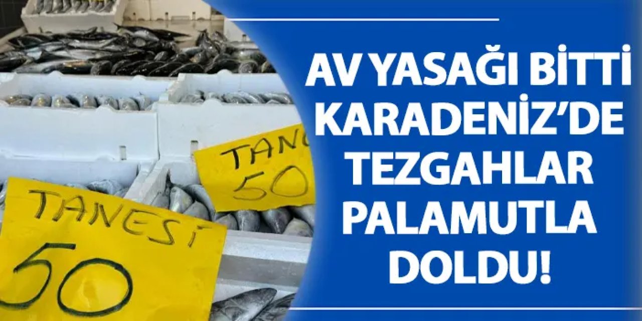 Av yasağı bitti Karadeniz’de tezgahlar palamutla doldu!