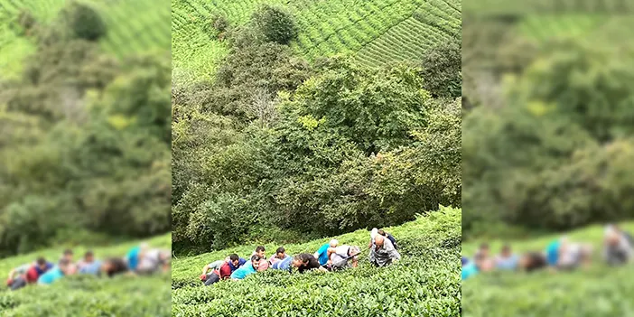 Rize'de çay toplayan kadın kendini uçurumda buldu! Ekipler seferber oldu