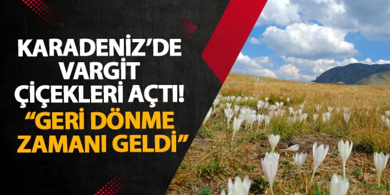 Karadeniz’de vargit çiçekleri açtı! “Geri dönme zamanı geldi”