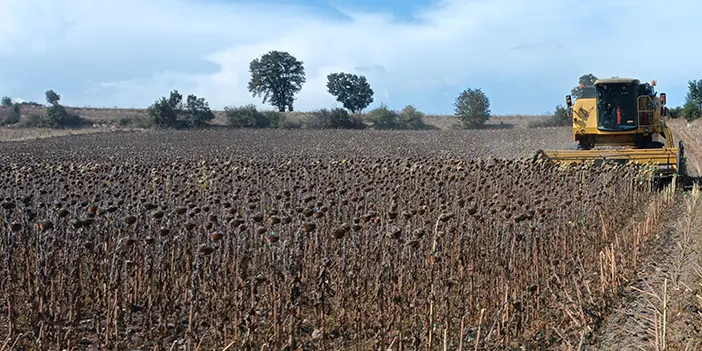 Samsun'da ayçiçeğinde hasat zamanı '21 ton' rekolte olacak