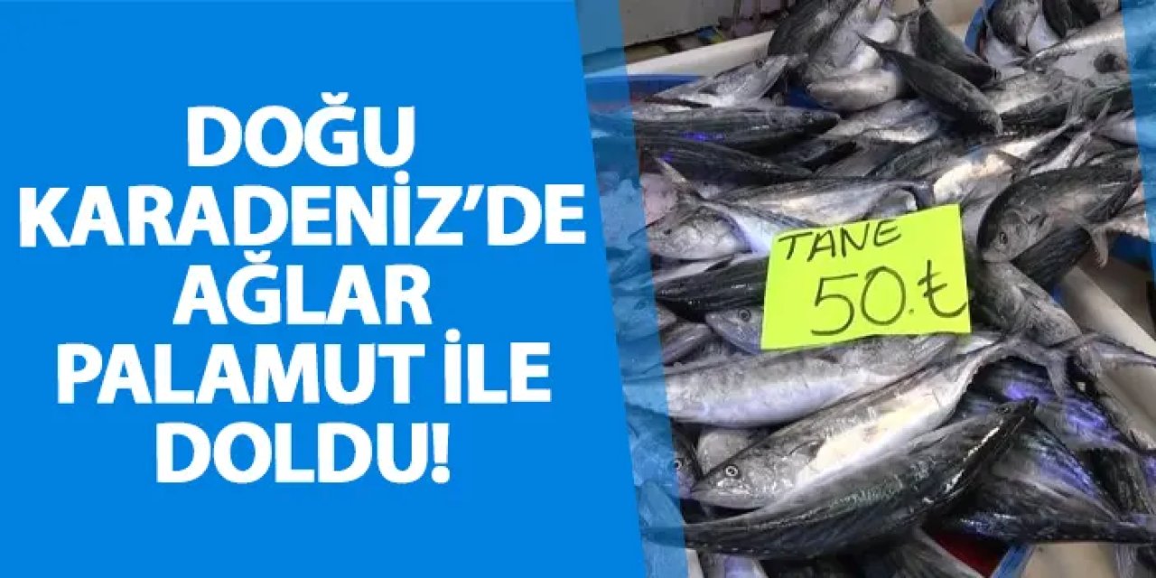 Doğu Karadeniz’de ağlar palamut ile doldu!