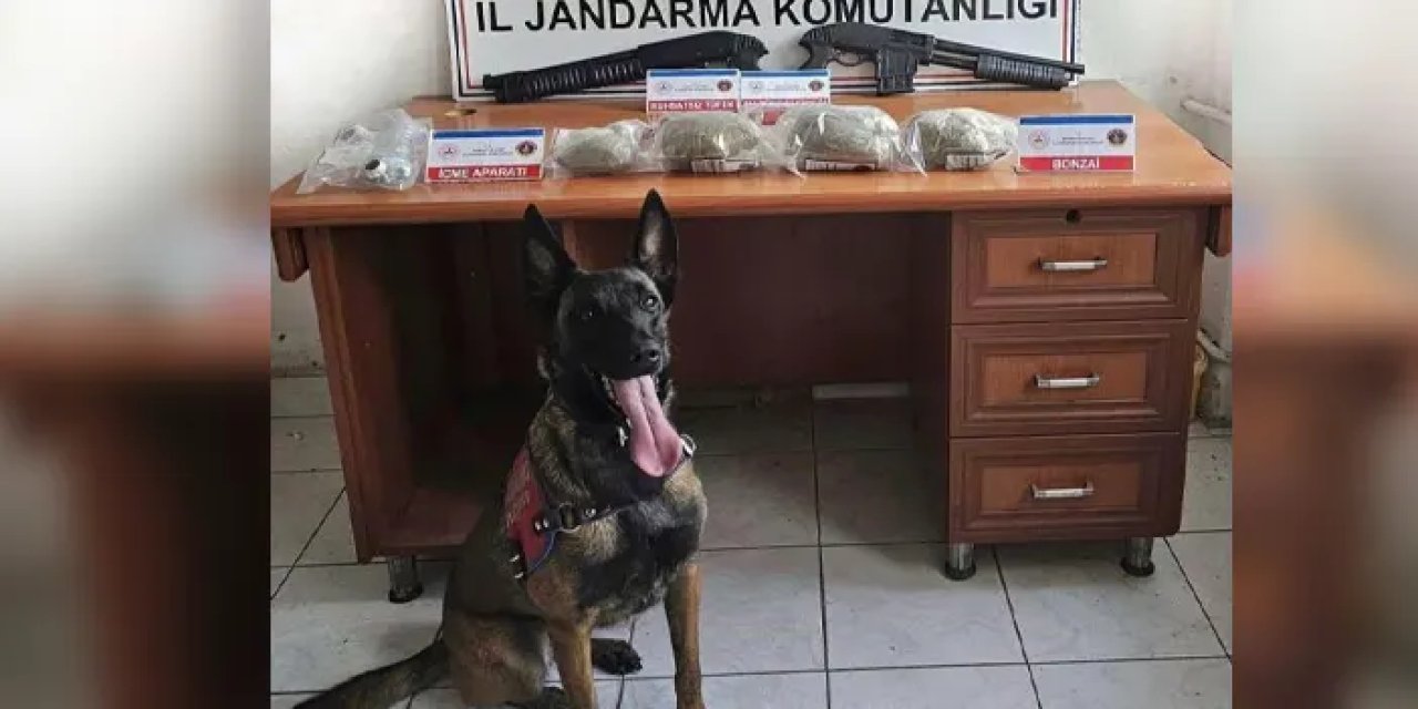 Samsun’da jandarmadan zehir operasyonu! 3 kilo bonzai yakalandı