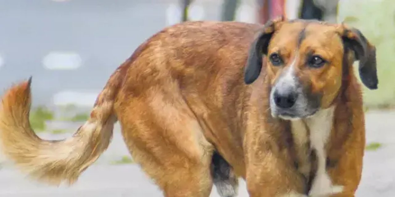 Sivas'ta başıboş köpek saldırısı! Çocuğu ısırdı