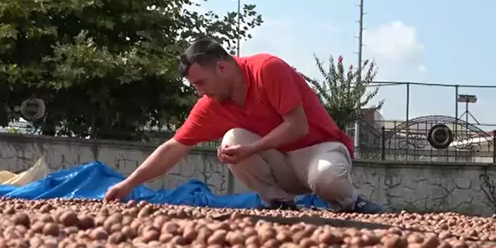 Ordu'da fındık telaşı devam ediyor! Şimdi de sıra kurutma ve seçme'de